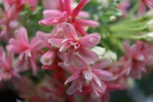 Pink Rangoon Creeper's flowers blooming on bunch and blur background, Another name is Chinese Honey Suckle, Drunken Sailor. photo