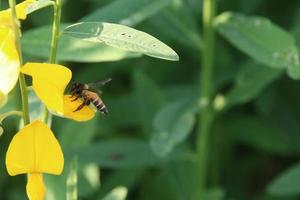 A insect catching flower of Indian hemp and green leaves background, another name is Sunn Hemp, Madras Hemp. photo