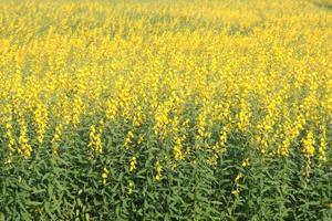 Field of Sunn Hemp's yellow flowers, Thailand. Another name is Indian Hemp, Madras Hemp. photo