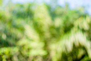 el concepto de diseño de temporada de efectos borrosos y desenfocados. Bokeh de color verde abstracto para el fondo de la naturaleza. la luz del día al aire libre y el aire es tan fresco foto