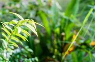 The daylight is outdoor and The air is so fresh. The concept for design blurred and selective focus effect season. Copy space on right for the design. Small bokeh green color for the nature background photo