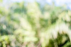 el concepto de diseño de temporada de efectos borrosos y desenfocados. Bokeh de color verde abstracto para el fondo de la naturaleza. la luz del día al aire libre y el aire es tan fresco foto