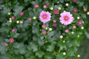 fondo de lecho de flores de crisantemo rosa. foto