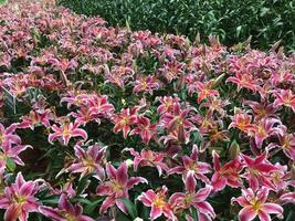 Pink lily flower in forist festival shows. photo