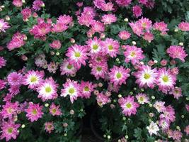 Pink chrysanthemum indicum Linn flower
