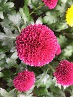 Pom pom chrysanthemum flowers photo