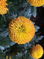 Pom pom chrysanthemum flowers photo