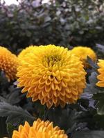 Pom pom chrysanthemum flowers photo