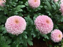 Pom pom chrysanthemum flowers photo