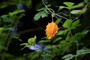 momordica charantia l, hierba natural para la vida humana foto