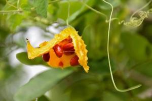 momordica charantia l, hierba natural para la vida humana foto