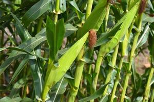 maíz o maíz para alimentar animales en tierras de cultivo. foto