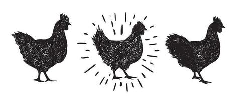 Chicken hand drawn illustration, vector. vector