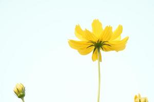 Closeup view of cosmos flowers photo