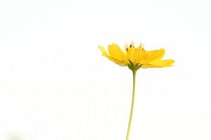 Closeup view of cosmos flowers photo