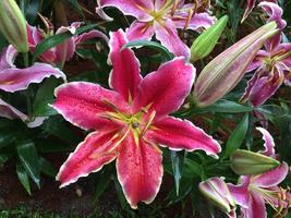 Pink lily flowers in forist beds in forist festival shows. photo