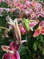 Pink lily flowers in forist beds in forist festival shows. photo