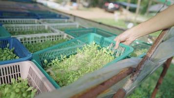Bio-Gemüsesämling-Korb hydroponisches Gemüse, Bäuerin, die den Anbaukorb mit jungen Blättern zur Kamera zeigt, grüne Salate und Gemüse anbaut, vegane Landwirtschaft im Freien, Botanik-Pflanzensystem