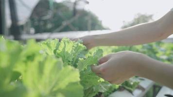 agricultor ativo verificando a qualidade de cada vegetal orgânico fresco que cresceu no sistema hidropônico, close-up nas mãos trabalhando em estufa ao ar livre, para controlar a qualidade do crescimento e colheita da colheita