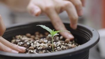 cerrar las manos femeninas cuidando el cultivo de suelo de plántulas de cannabis dentro de la olla de chapado, hoja joven de planta cultivada, concepto ecológico, plantación interior, vida natural joven, actividad cultivada en casa