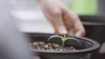 weibliche hand kümmert sich um kleine cannabispflanze in organischem erdtopf, ganja marihuana junges blatt, kultivierungsprozess im pflanzertopf, thc cbd für medizinische zwecke, wachsende bodenkultivierte pflanze