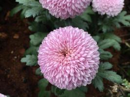 Closeup pom pom chrysanthemum flowers. photo