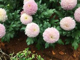 Pom pom chrysanthemum flowers photo