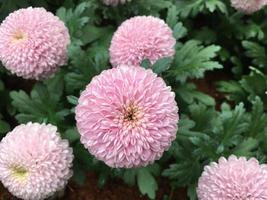 Pom pom chrysanthemum flowers photo