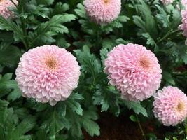 Pom pom chrysanthemum flowers photo