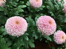 Pom pom chrysanthemum flowers photo