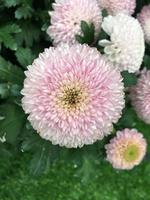 Pom pom chrysanthemum flowers photo