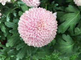 Pom pom chrysanthemum flowers photo