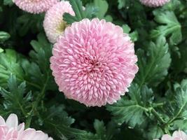 Pom pom chrysanthemum flowers photo