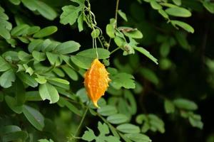Momordica charantia L, natural herb for human life photo