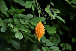 momordica charantia l, hierba natural para la vida humana foto