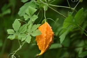 momordica charantia l, hierba natural para la vida humana foto