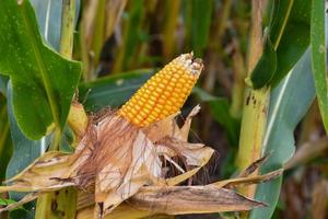 Maize or corn for feeding animal in farmland. photo
