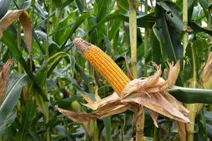 Maize or corn for feeding animal in farmland. photo