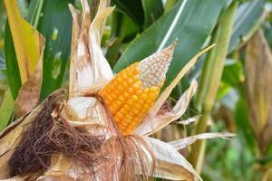 Maize or corn for feeding animal in farmland. photo