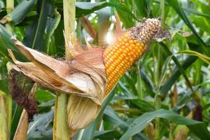 Maize or corn for feeding animal in farmland. photo