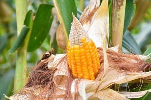 maíz o maíz para alimentar animales en tierras de cultivo. foto