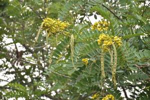 Siamese senna, natural herb to people. photo