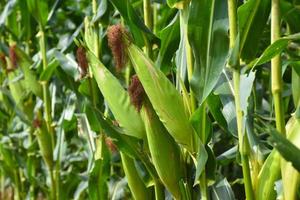 Maize or corn for feeding animal in farmland. photo