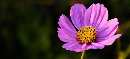 Closeup view of cosmos flowers photo