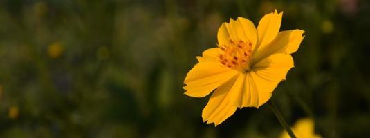 Closeup view of cosmos flowers photo