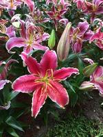 Pink lily flowers in forist beds in forist festival shows. photo