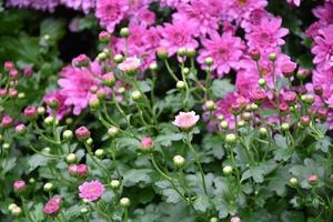 Pink chrysanthemum flower bed background. photo