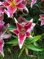 Pink lily flowers in forist beds in forist festival shows. photo