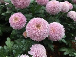 Closeup pom pom chrysanthemum flowers. photo