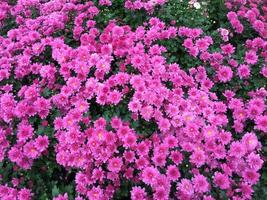 Pink chrysanthemum indicum Linn flower photo